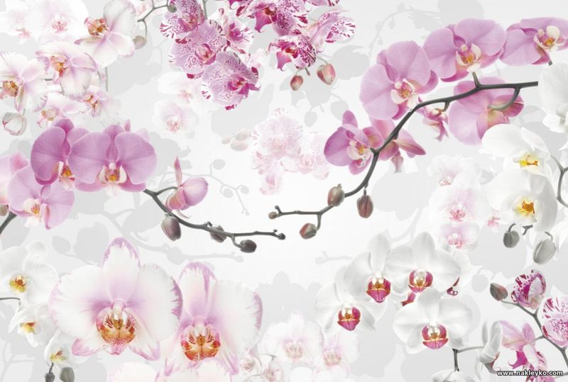 фотообои орхидеи коллаж